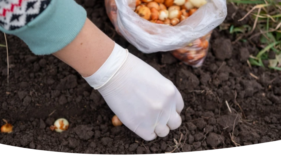 Когда посадить лук под зиму в средней полосе 2024: сроки по лунному календарю, советы по посадке