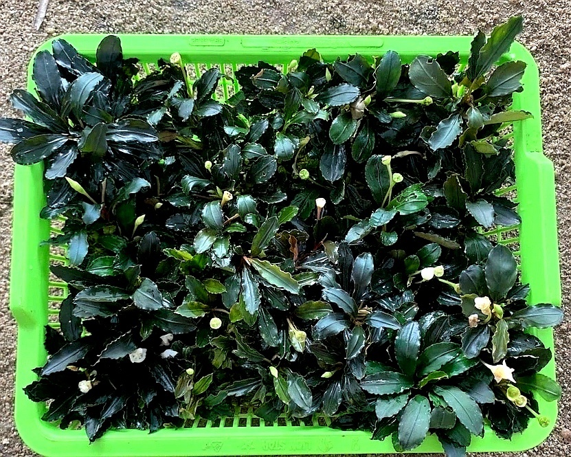 Фото сборщиков, как они называют их - охотники