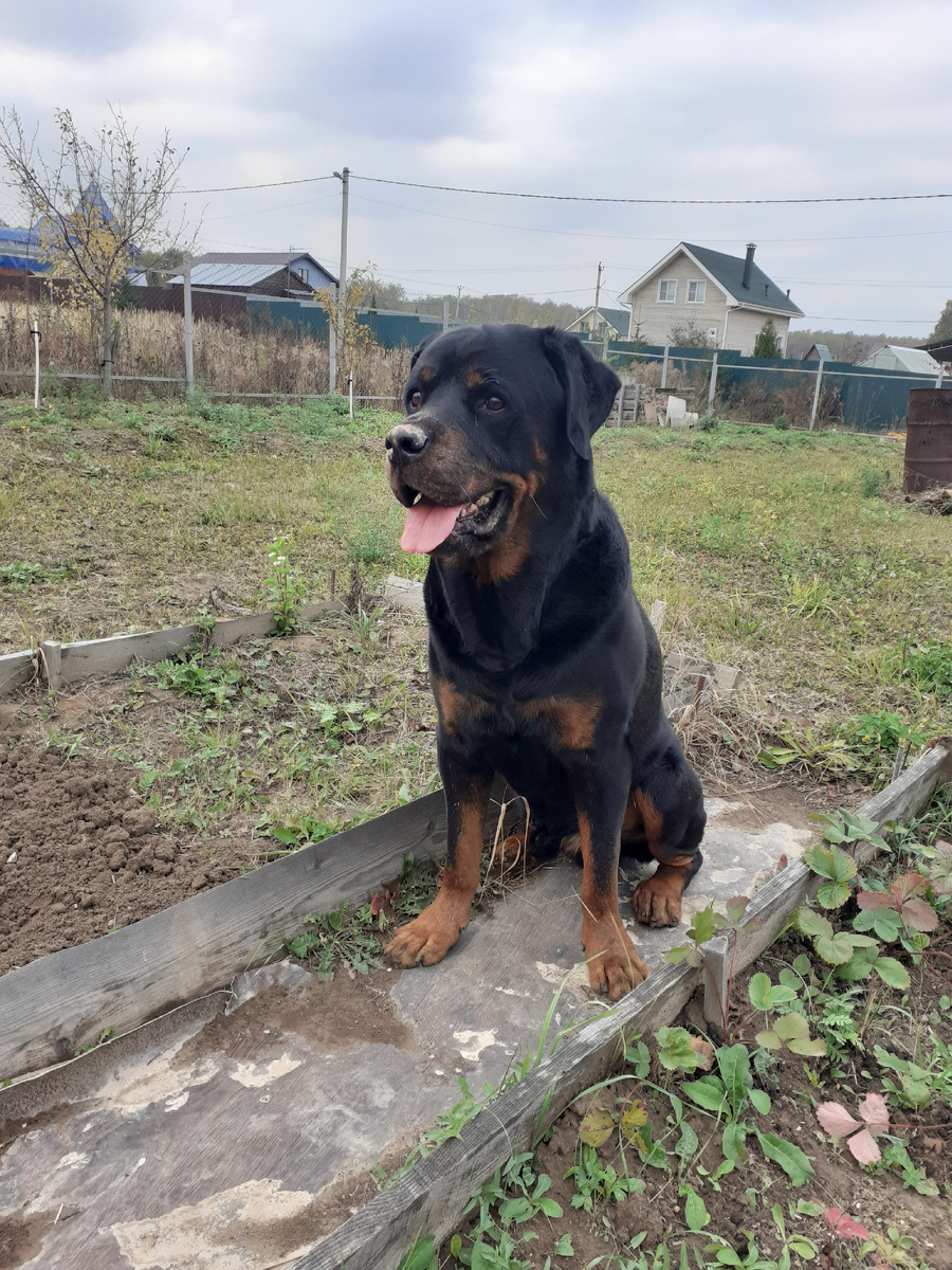 Это Торрент. После сельхозработ.