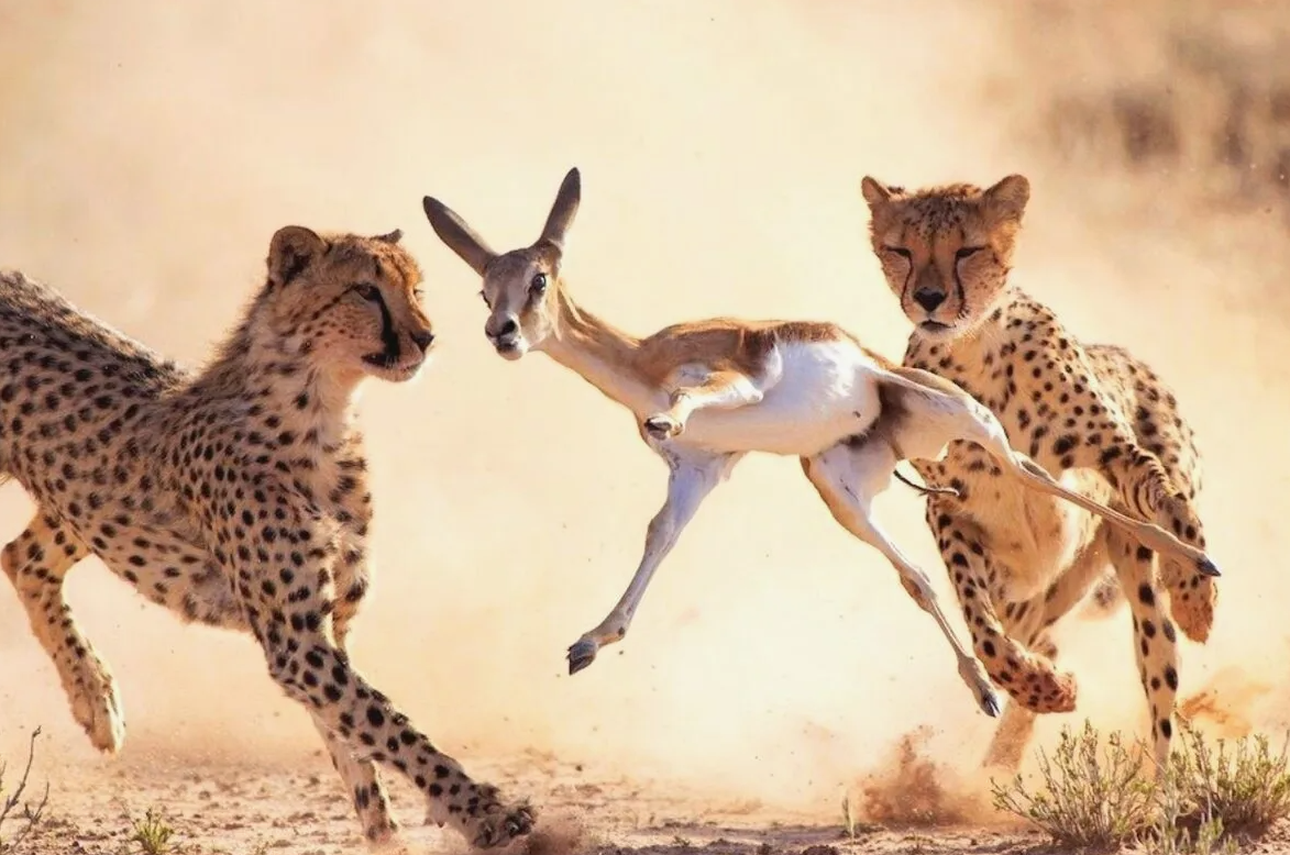 Молодые гепарды играют с детенышем антилопы
