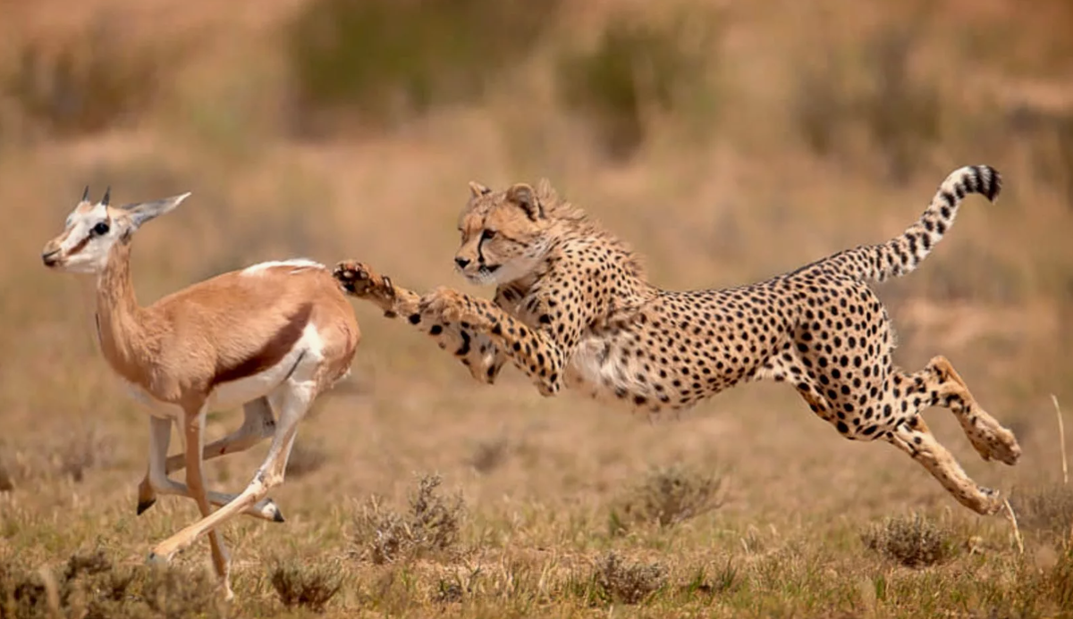 Молодой гепард и молодая антилопа