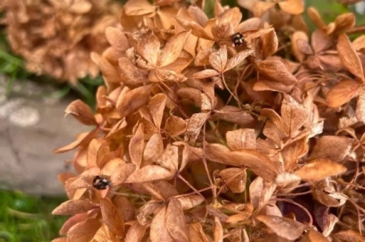    Жители Новосибирска заявили о нашествии божьих коровок в октябре