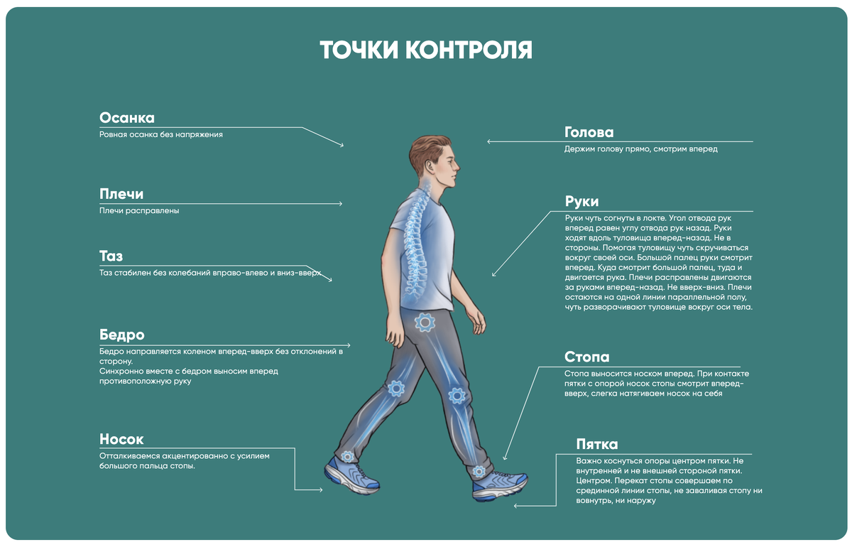 Правильно ходить значит ходить так, чтобы своевременно включались и прокачивались правильные мышцы в нужном объеме.