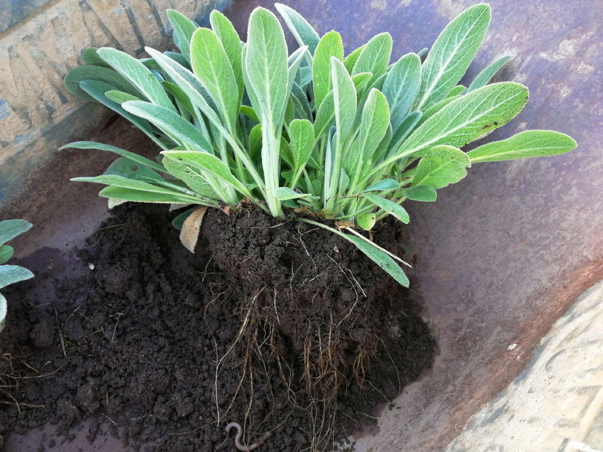 Едет в новый миксбордер. 