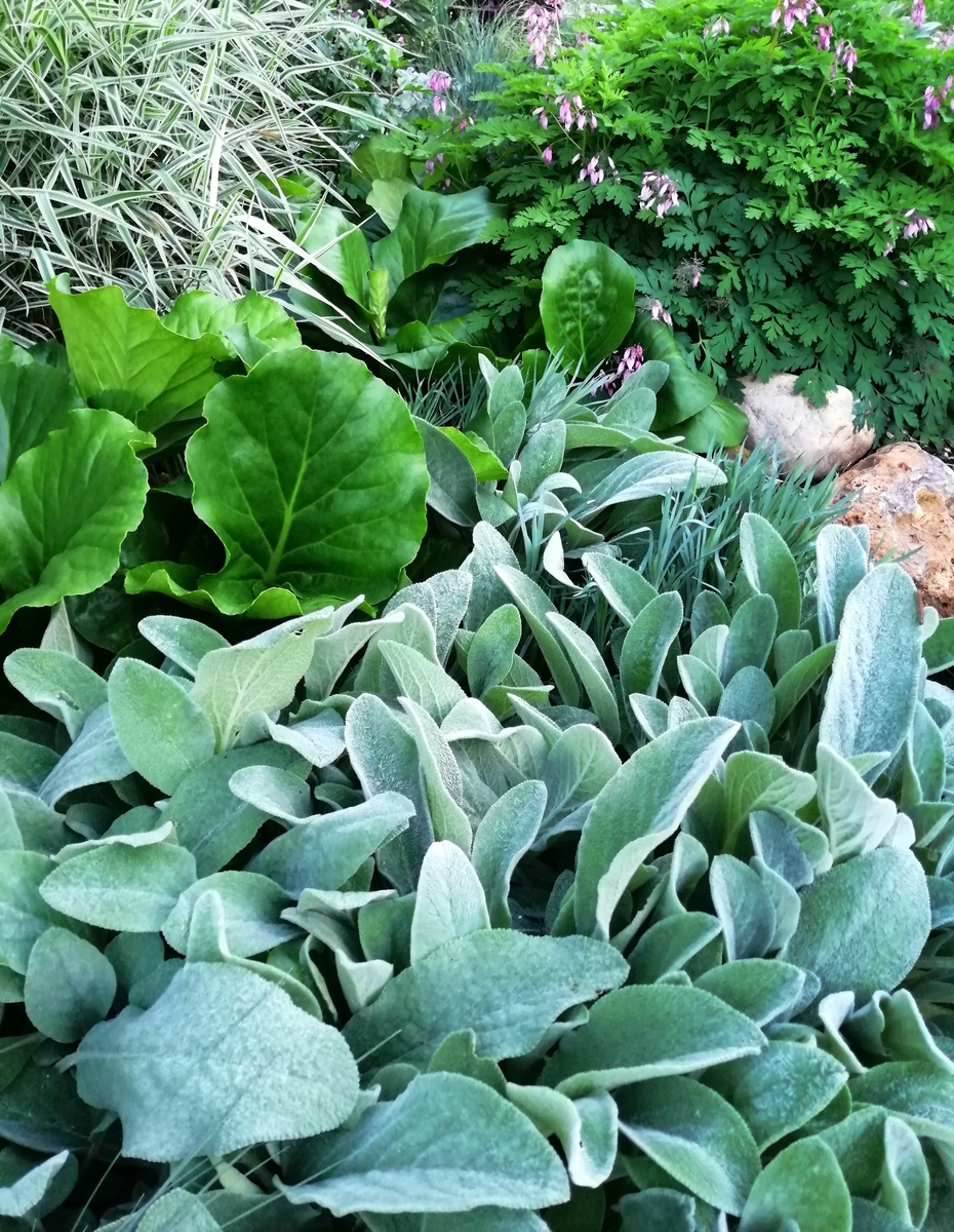 Вот малая часть стахиса