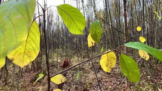 Березовая роща в октябре