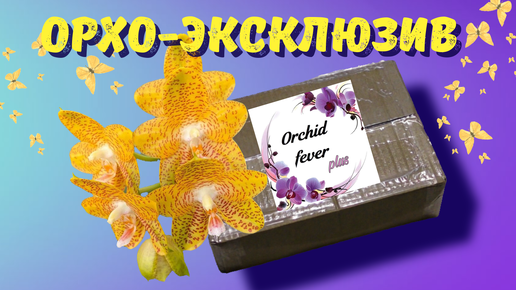 Посылка с эксклюзивными орхидеями (Посылка от группы 