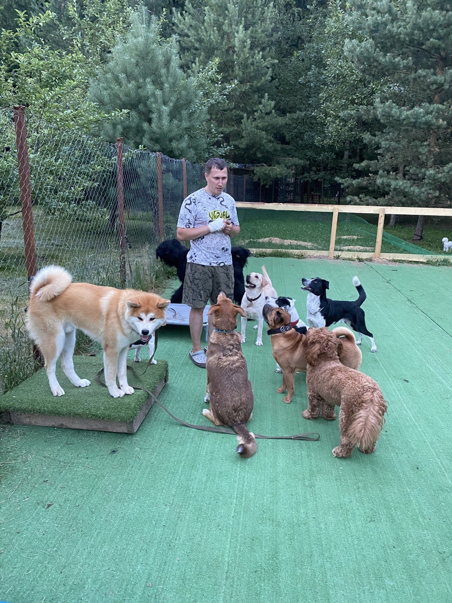 Андрей Даровских - основатель школы Dog-system