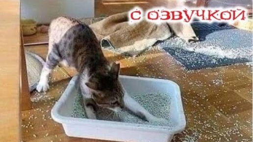 Смешные Животные 🤣 Смешная озвучка кошек и собак 🐕 Смех До Слез 2024.