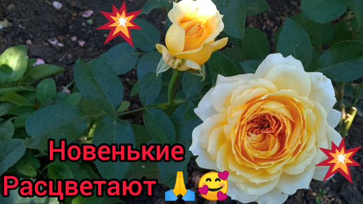 ❤Новенькие розы🌹 цветут❤Наконец-то 🙏🥰долгожданные сора🤗🌹🌹🌹💕🔥🔥🔥