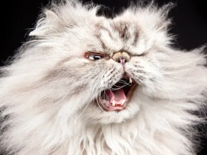 Основные заповеди. Что должна уметь домашняя кошка