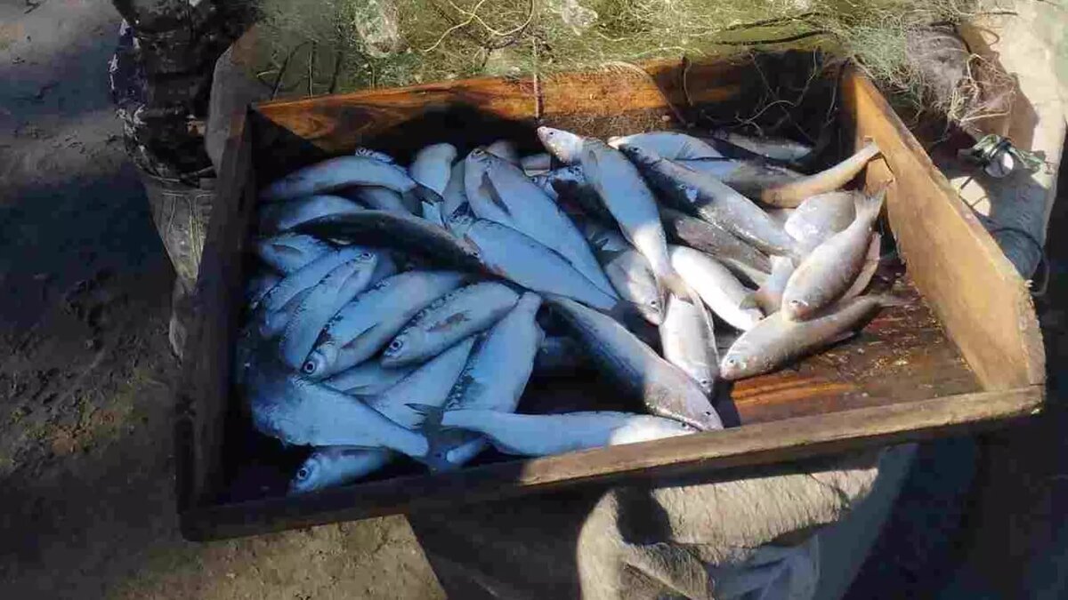     Источник: rostov-fishcom.ru