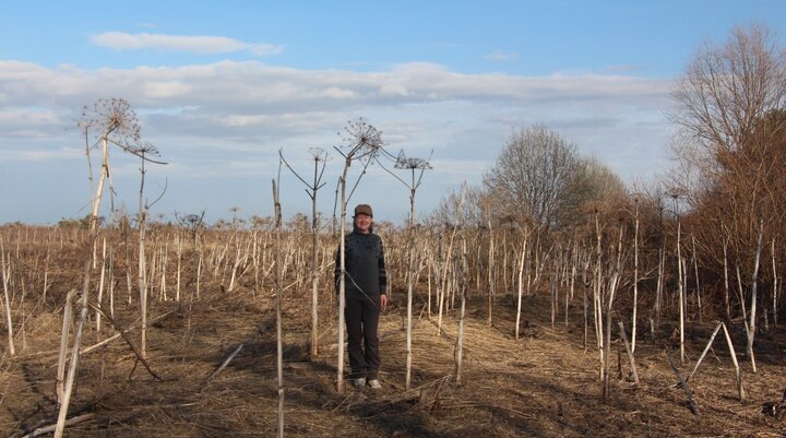 Мой рост 1м70см. Заросли борщевика во Владимирской области. Не с этого ли поля нам землицы привезли? 😱