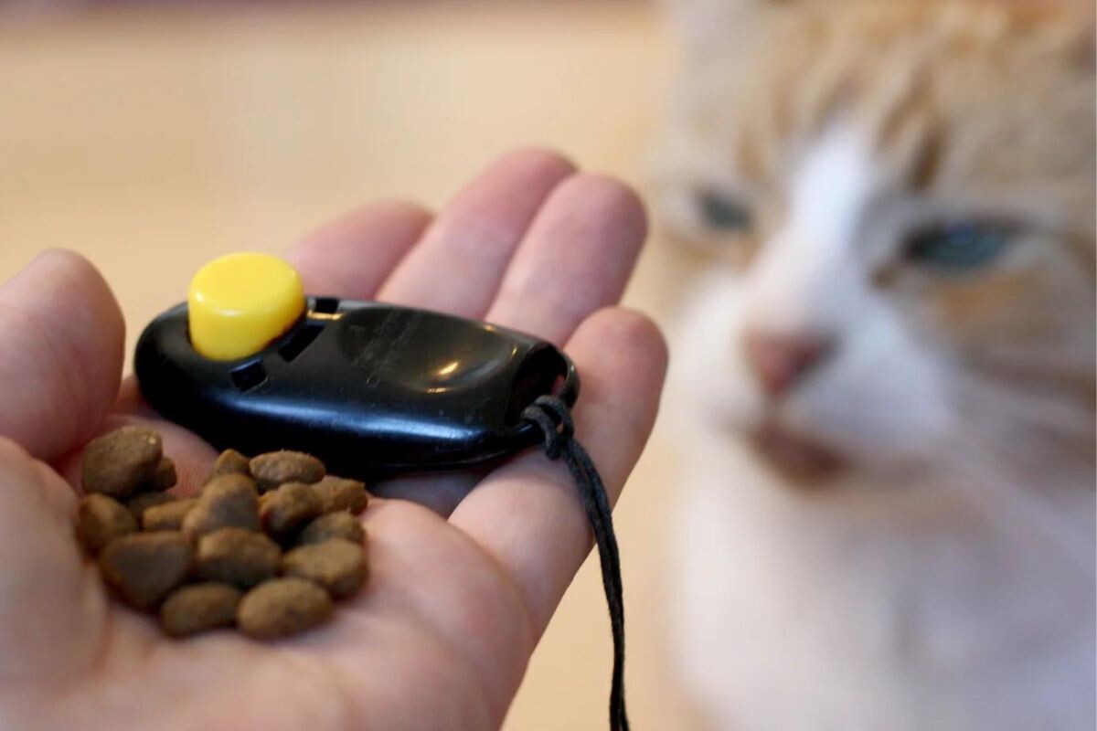 Дрессировка кликером 