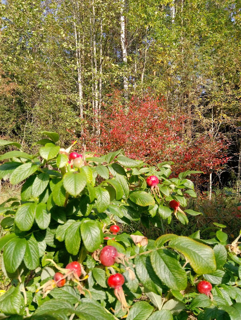 Краски осени