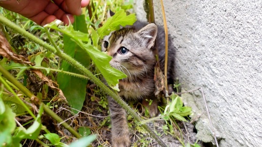 Спасение котенка, которого бессердечно бросил его хозяин