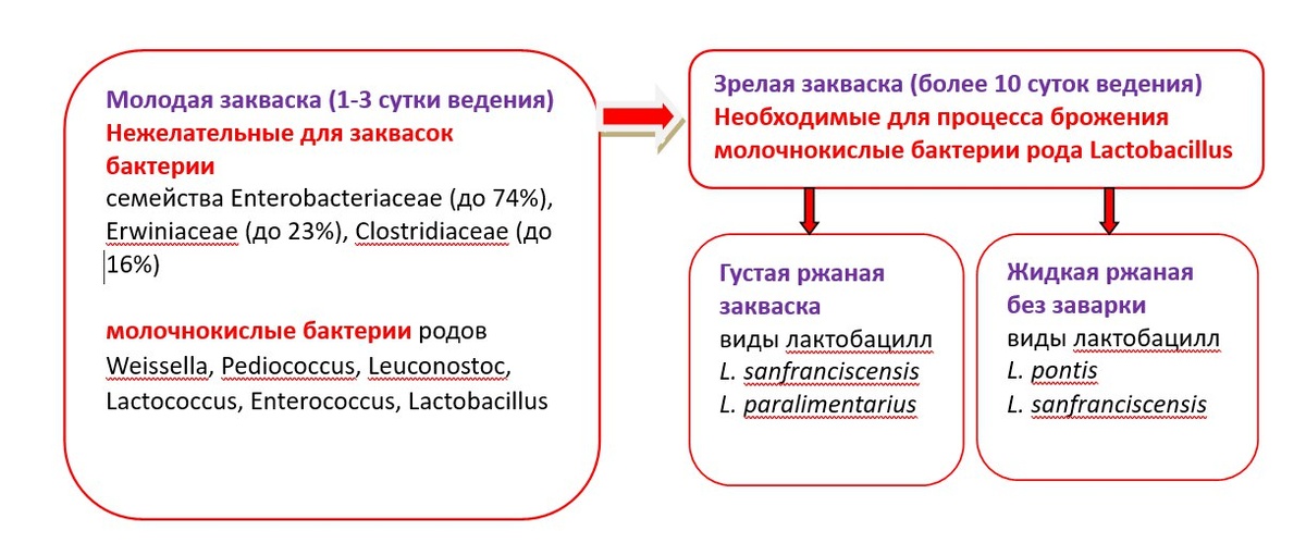 Изменение микробиома завасок спонтанного брожения 