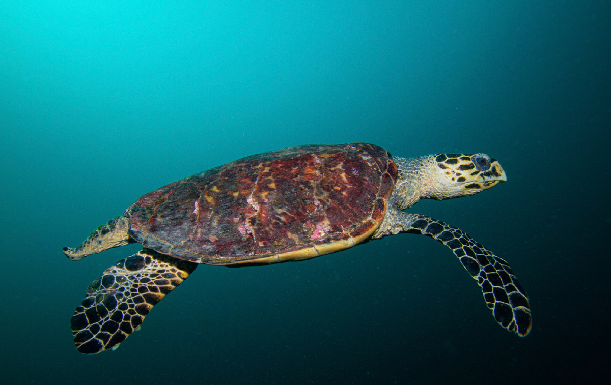 Дайвинг на Мальдивах