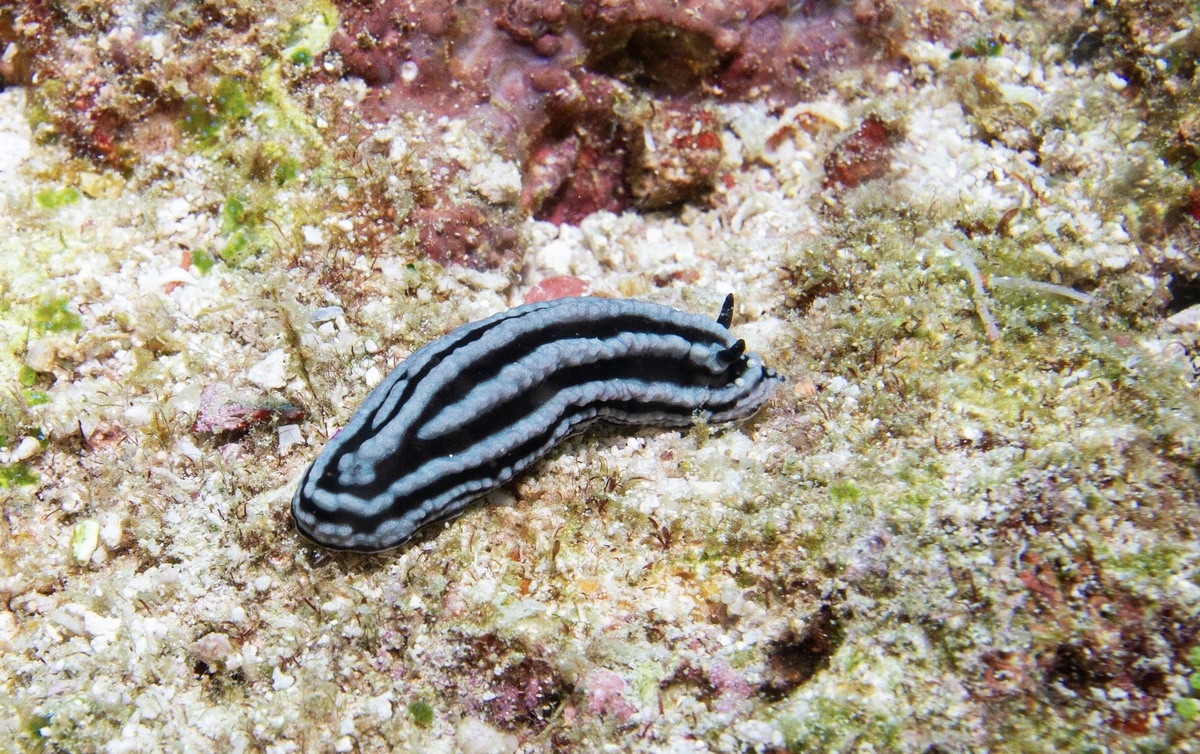 Дайвинг на Мальдивах