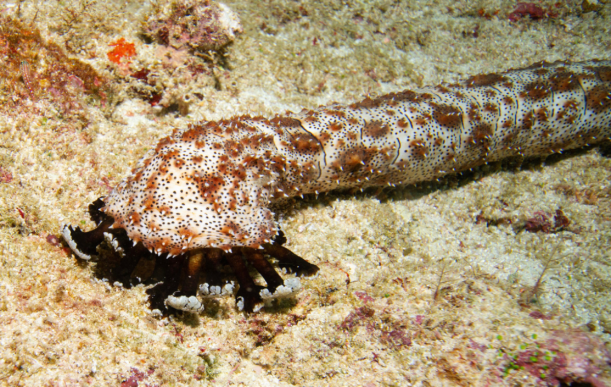 Дайвинг на Мальдивах