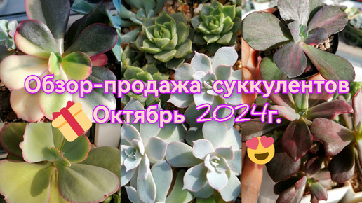 🌺Обзор-продажа суккулентов. 🌺Октябрь 2024г.🌿