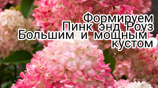 Как обрезать гортензию Пинк энд Роуз, что бы куст был высоким со множеством цветов.