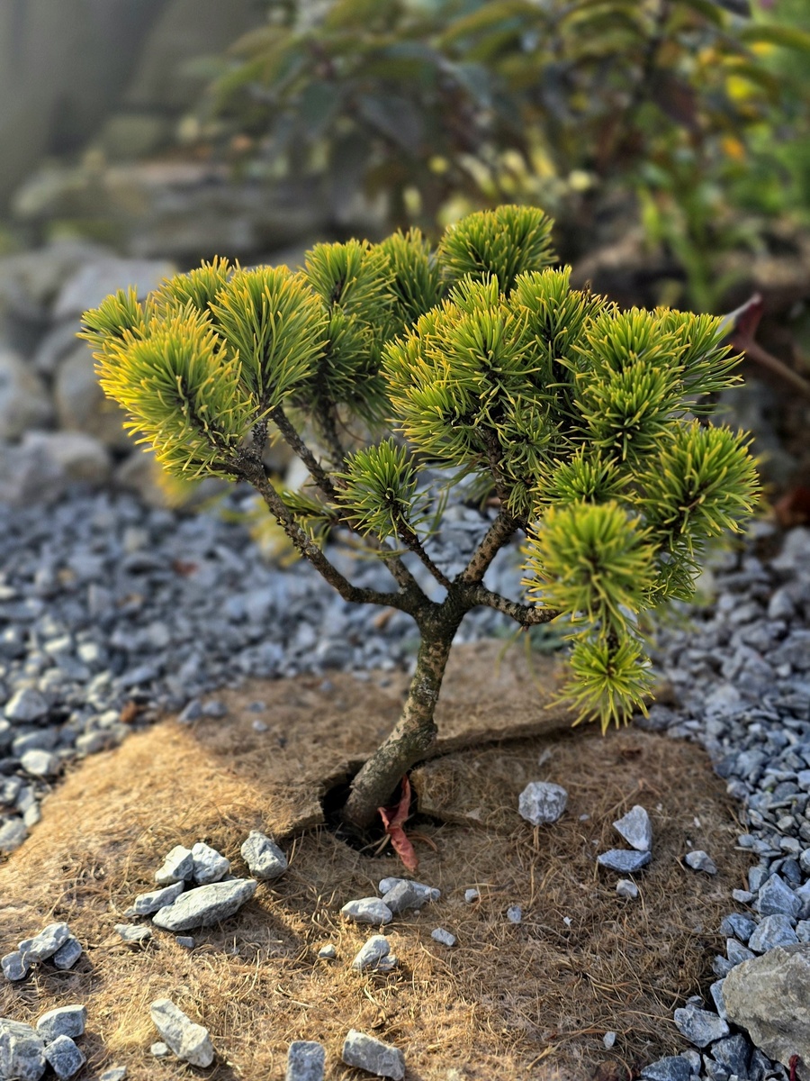 Как крошечный бонсай - октябрь 2024 Carsten Wintergold