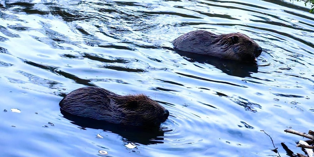 Бобр - крепкий хозяйственник, надежный семьянин