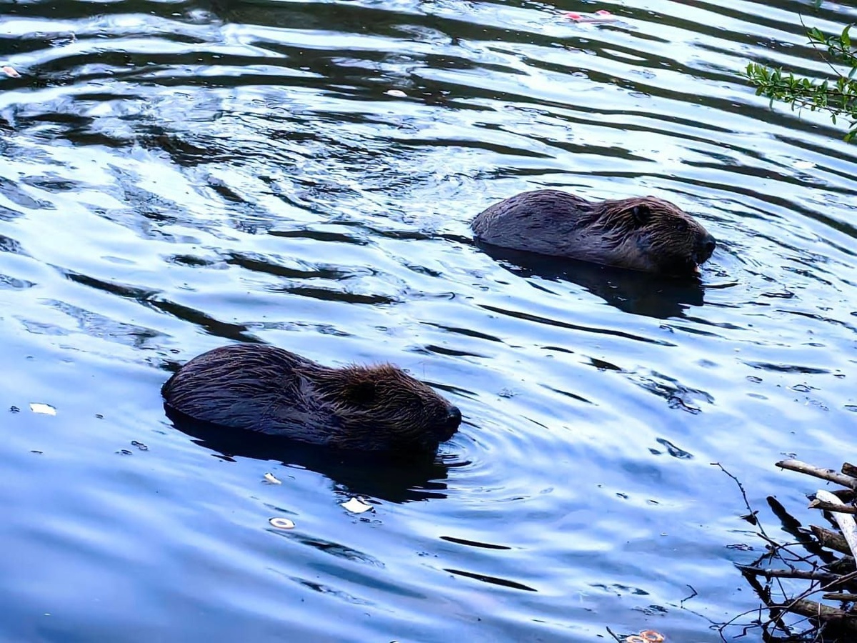 Семейство бобров в Покровском-Стрешнево