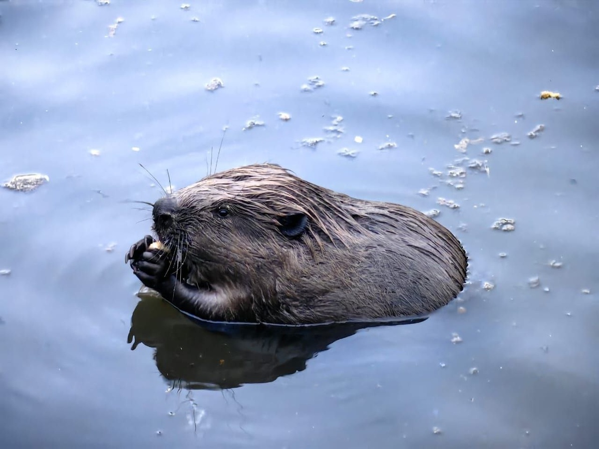 Бобр - один из самых крупных грызунов