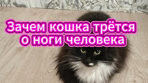 Кошка трется о ноги человека не просто так