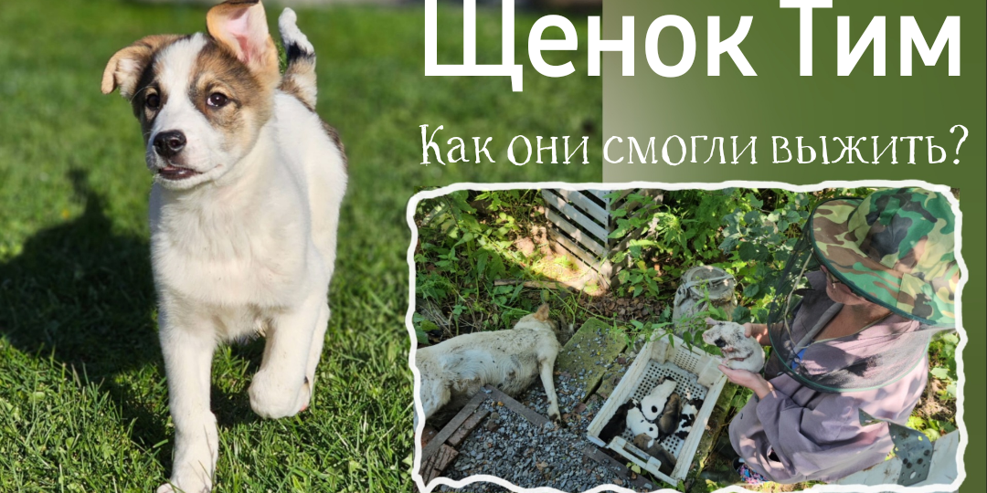 Щенка выкормили из соски, вот какой вырос! А из каких условий был спасён?! Читать⤵️