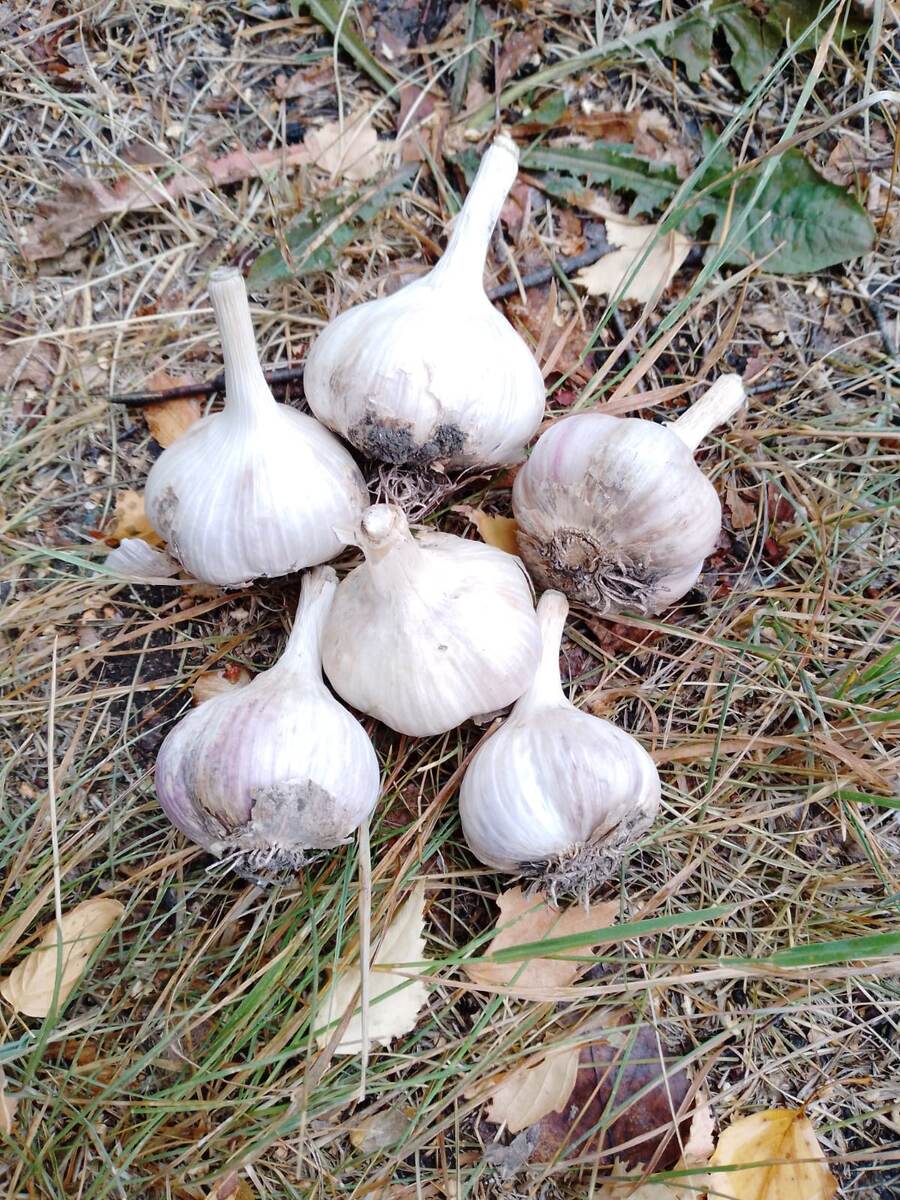 Свой чеснок урожая этого лета. 
