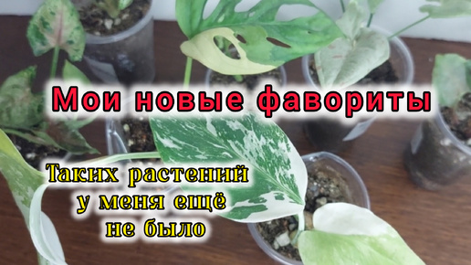 Мои цветочные новинки