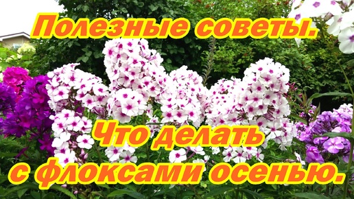 Полезные советы. Что делать с флоксами осенью.