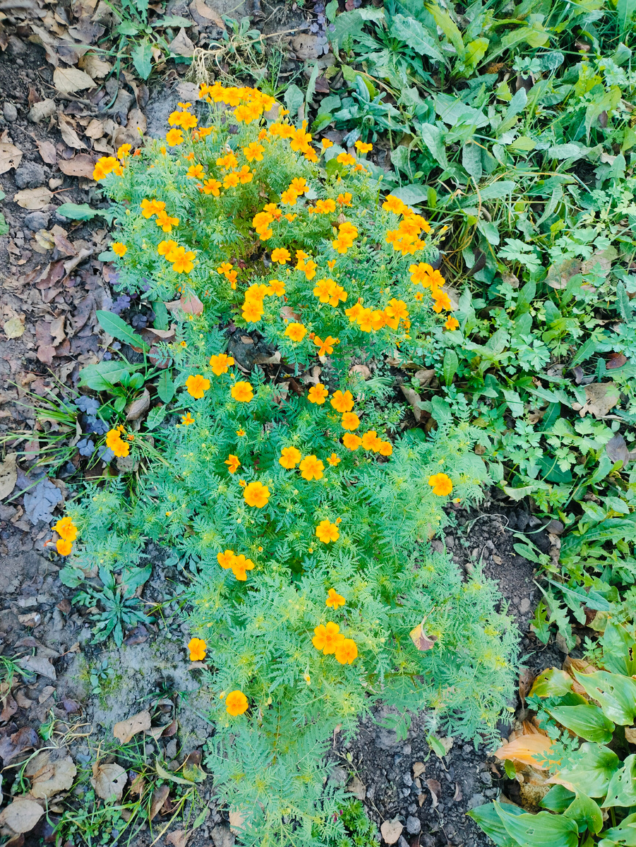 Бархатцы тонколистные Урсула