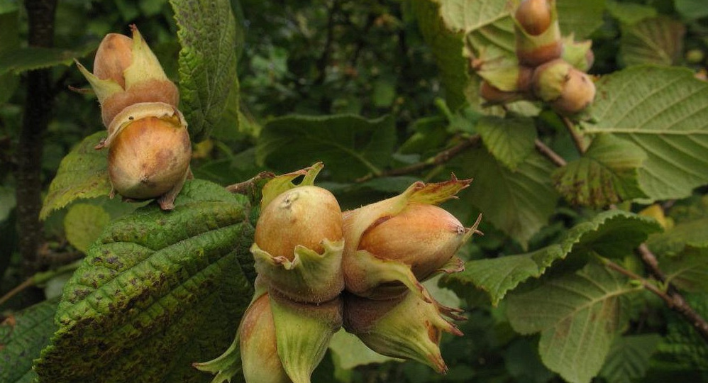 Мечтал о своих орехах, но боялся неудачи: пошаговое руководство по выращиванию фундука для новичков и профи