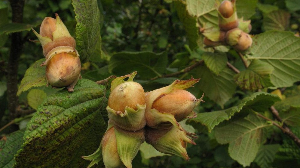 Здоровый куст фундука, усыпанный спелыми орехами.