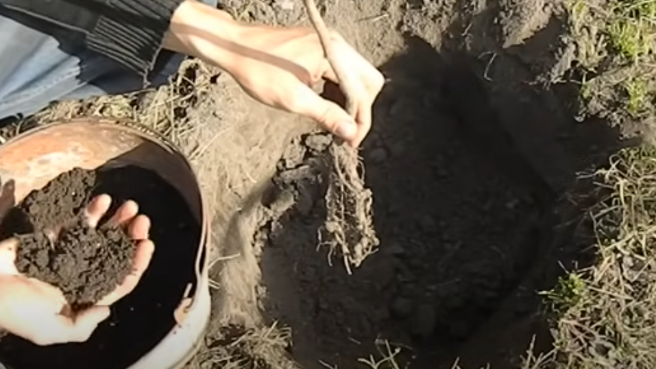 Как правильно сажать молодой фундук в подготовленную яму. 