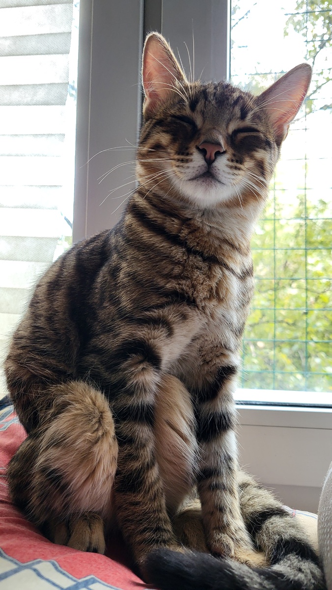 Луняша. Он же Луня. Он же Бандит. Здесь ему 5 месяцев. 