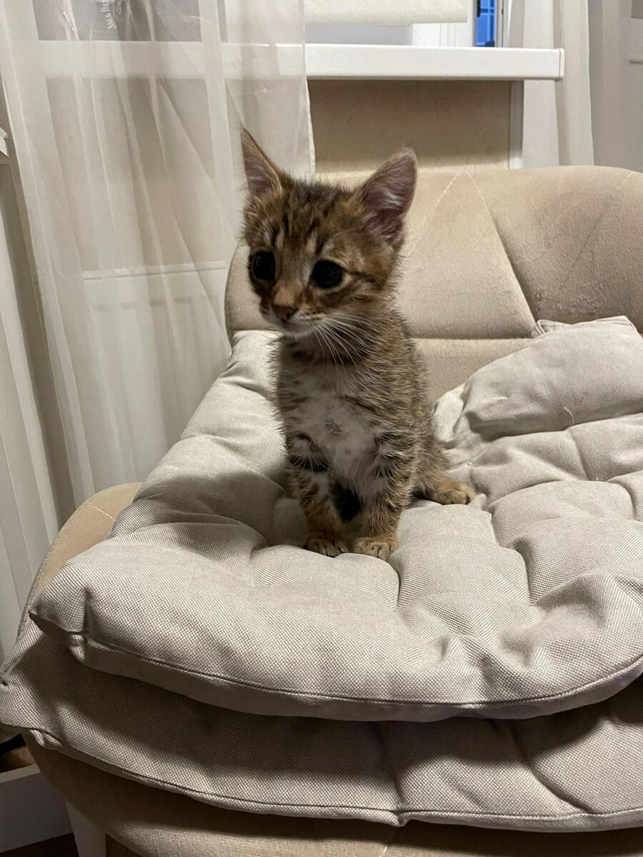 Фото, которое мне прислала девушка волонтер.  Наш будущий котик Луня. Здесь ему примерно два месяца.