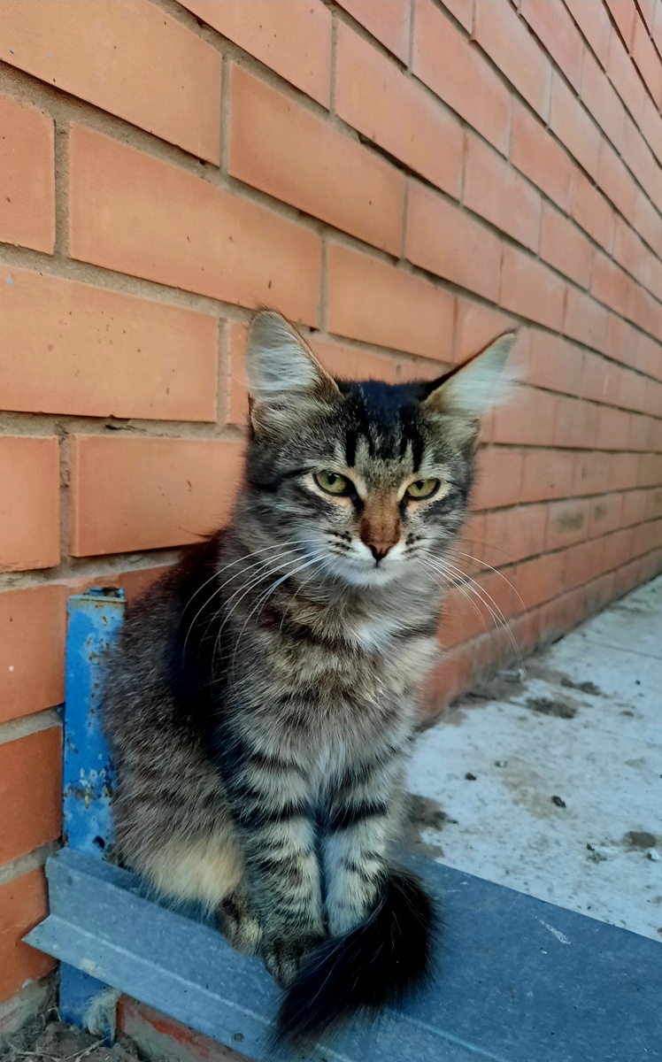 Котомодель 1 - Лиза, сестра нашего котика 😊