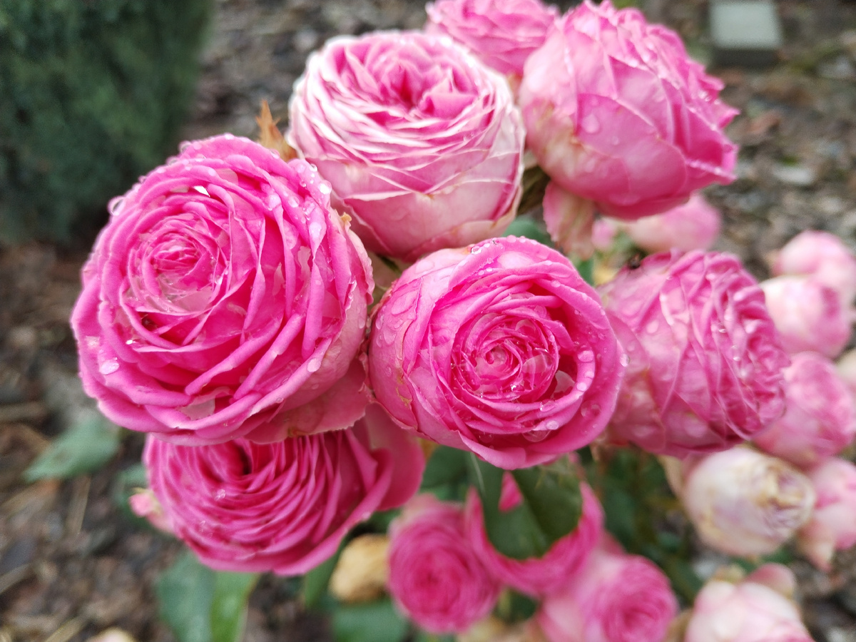 кустовая пионовидная роза Жизель