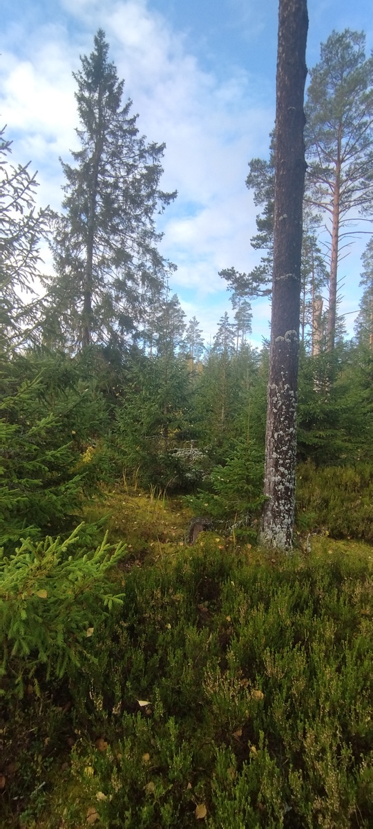 Даже не верится, что октябрь - всё зеленое! 