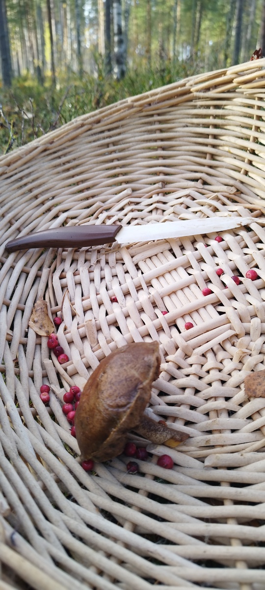 Пожалела, что не взяла с собой банку: брусники море! 