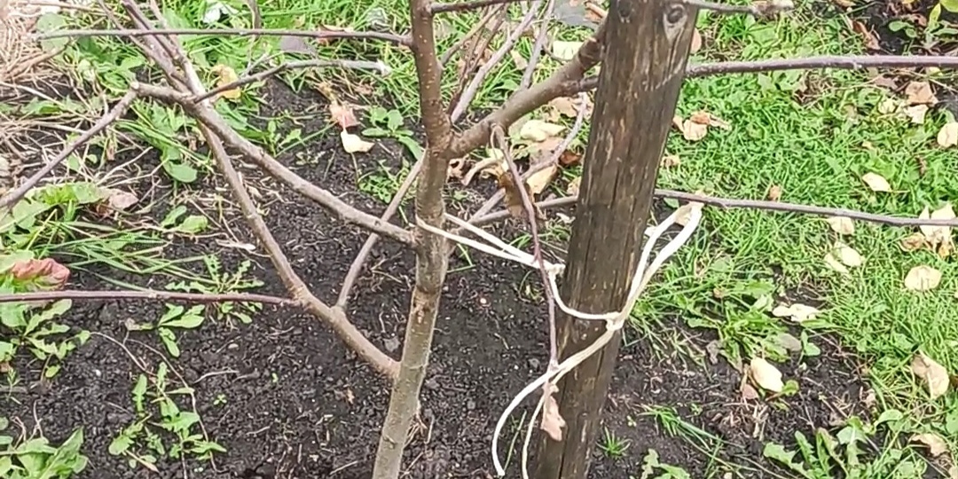 Где зимуют вредители сада 🌳