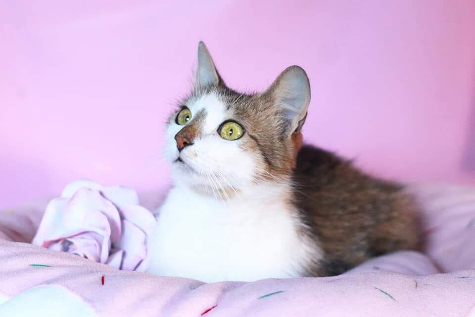 Кошка красавица 