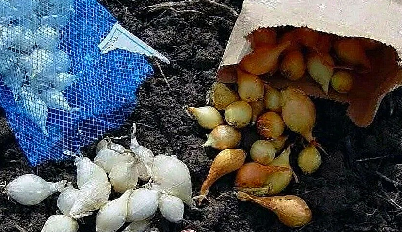 Посадка лука в зиму