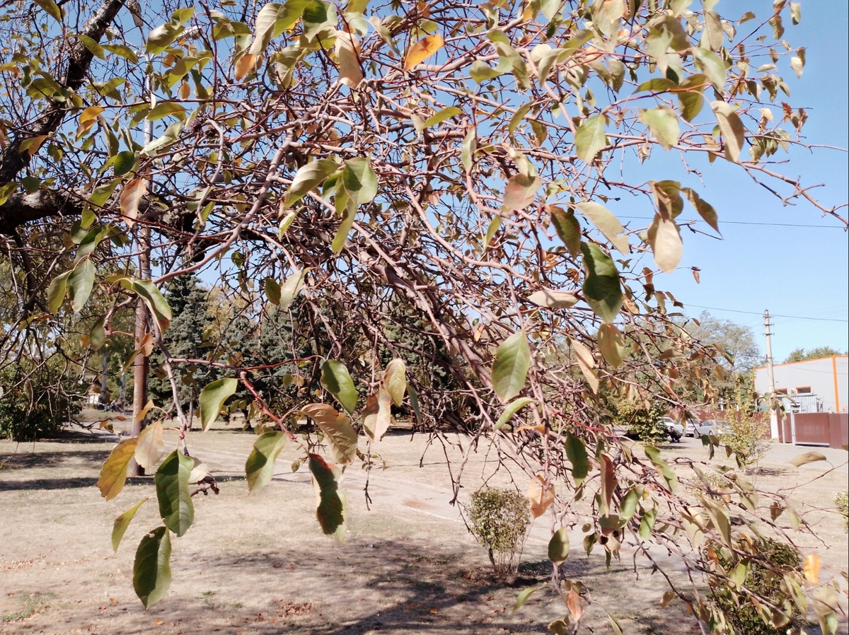 Осень  на пороге. Фото автора. 