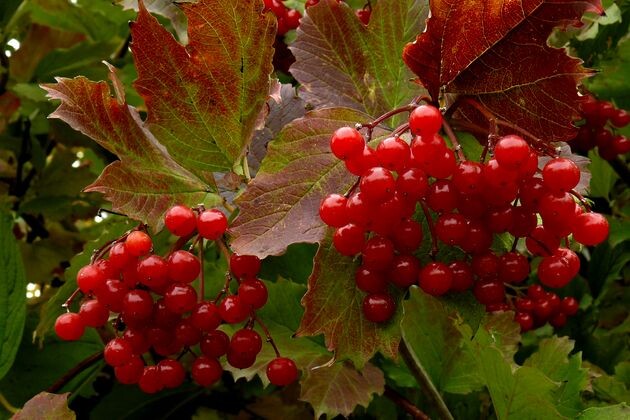 Калина обыкновенная 